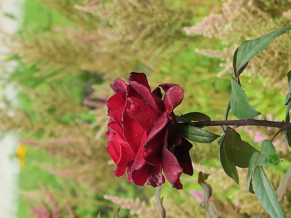 Королева цветов