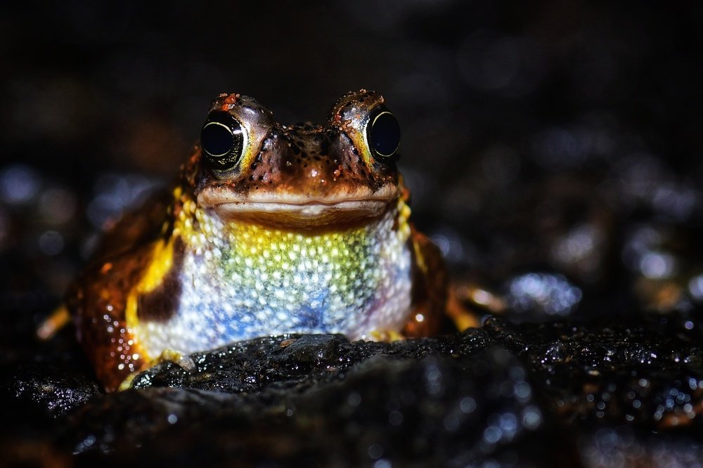 Amboli Tiger Toad
