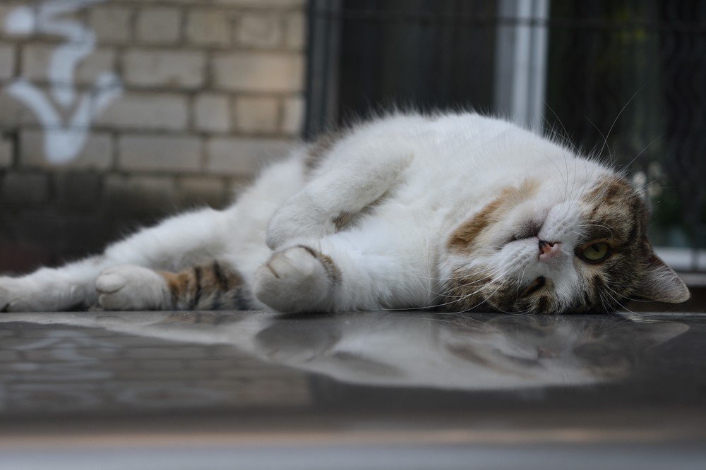 Кот мечтатель. Когда я стану стройным?