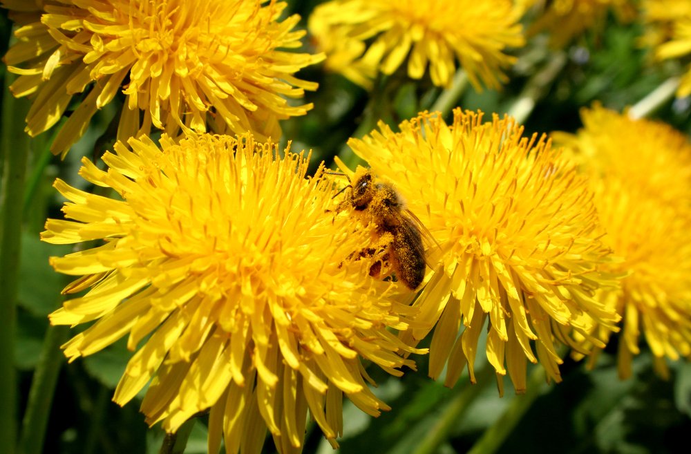 Photograph by Богдан Бигун