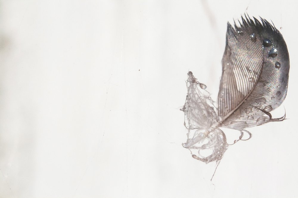 Photograph by Богдан Бигун