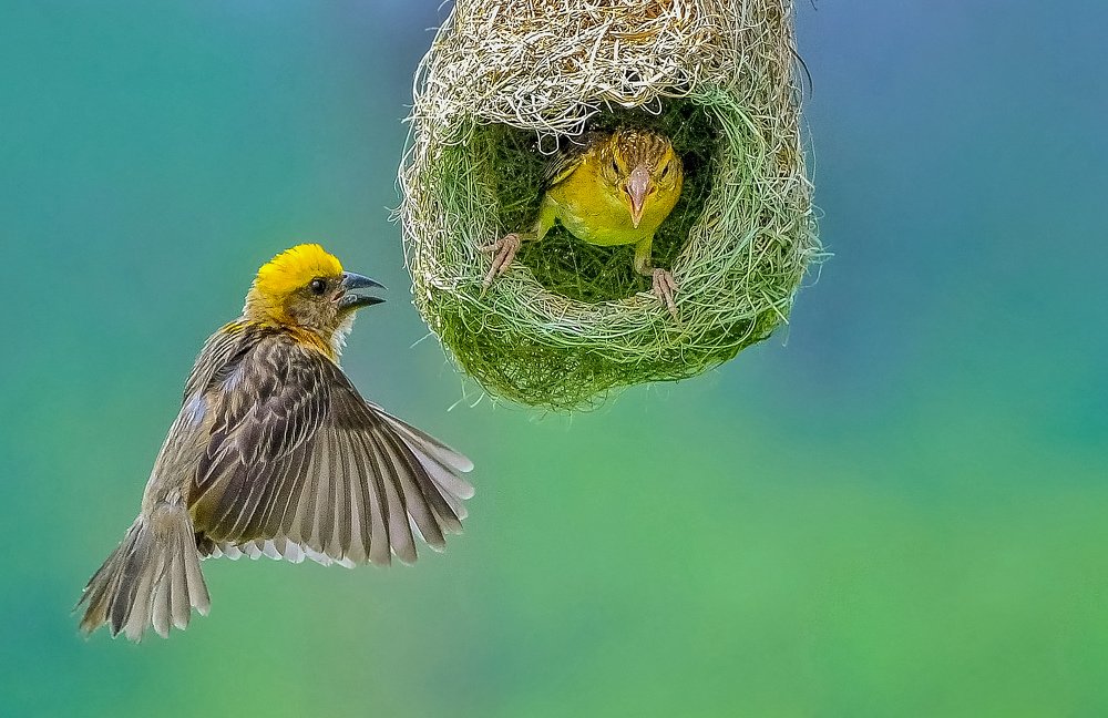 Baya weaver