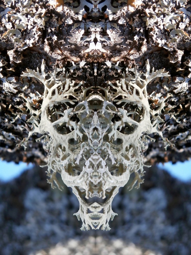 Lichen Entity