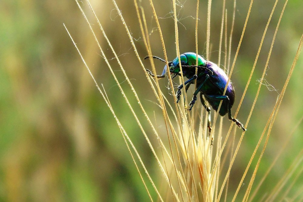 Светлячок-музыкант