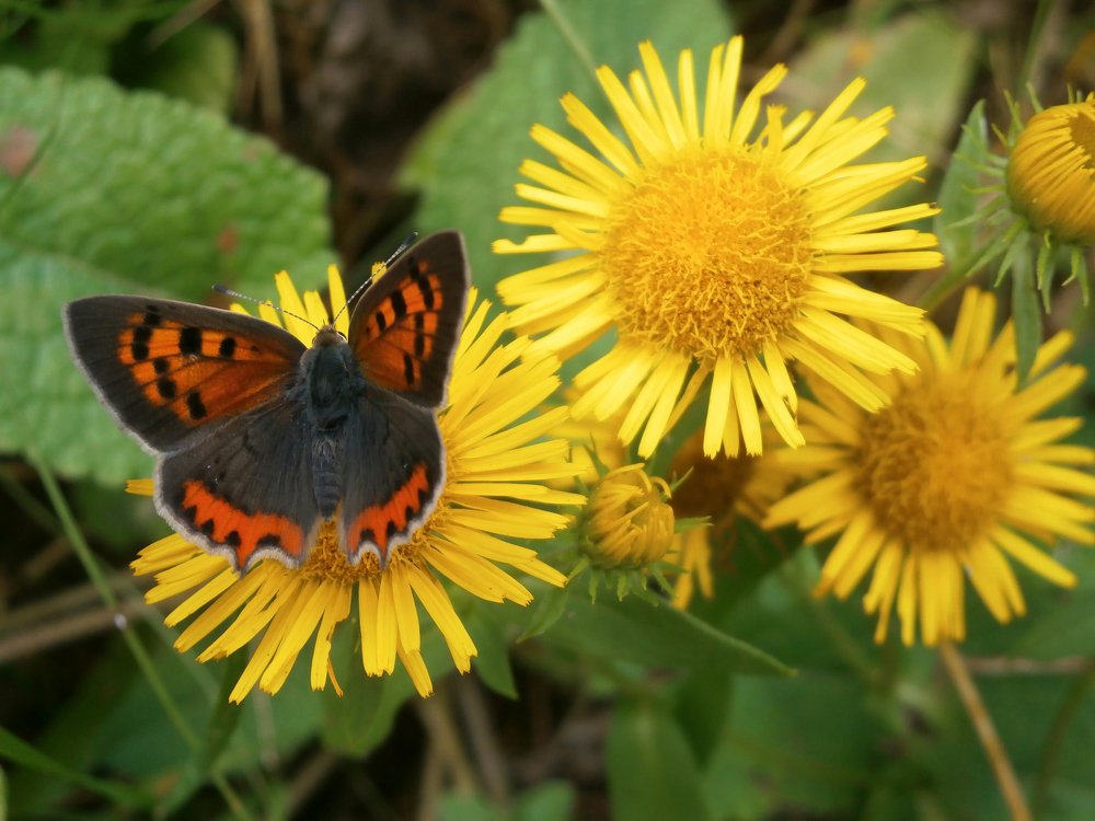 The best of summer time