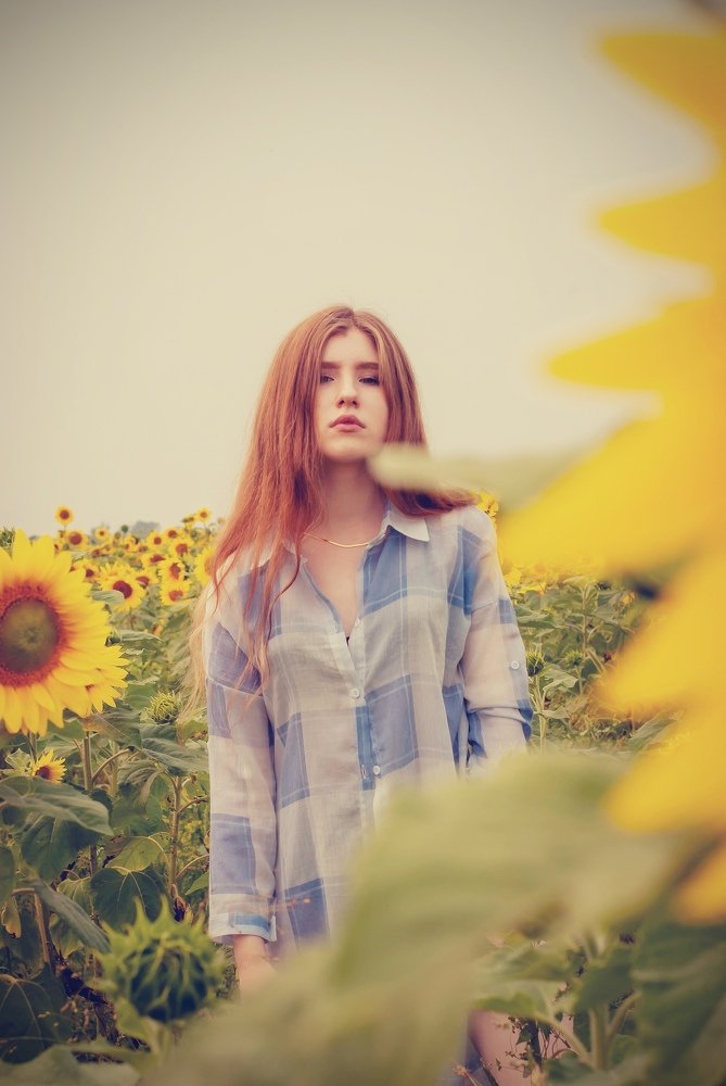 Подсолнухи