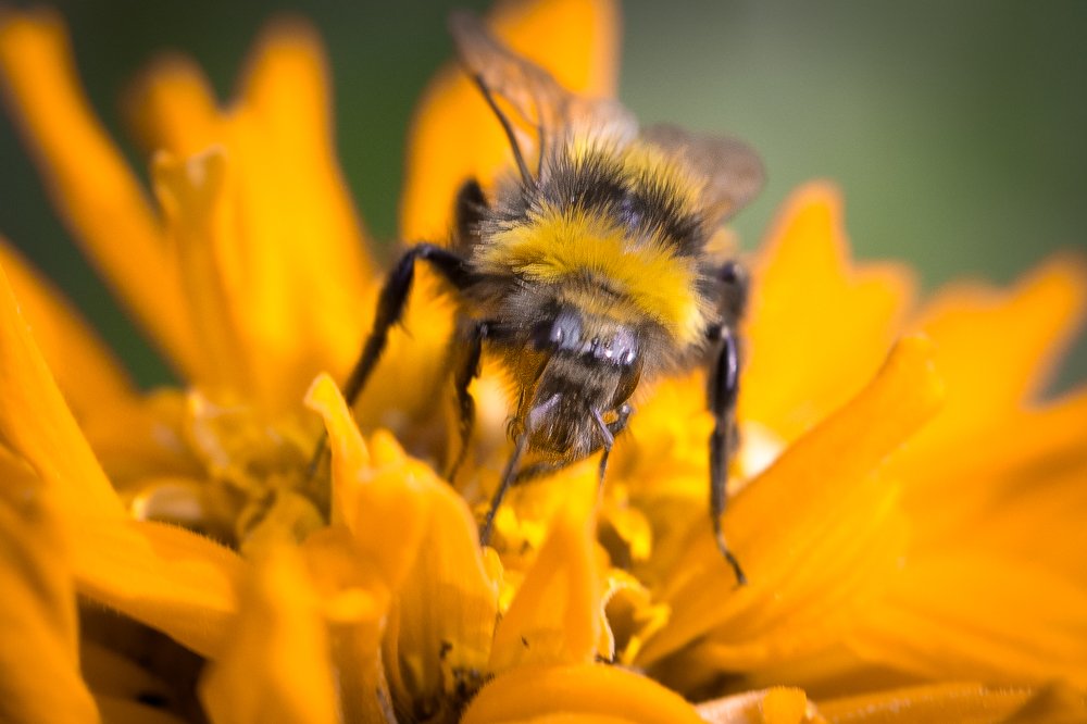 Цвет аппетита - желтый!