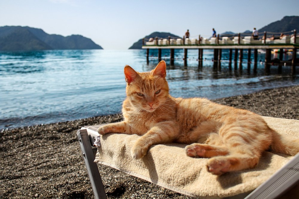 У кота отпуск