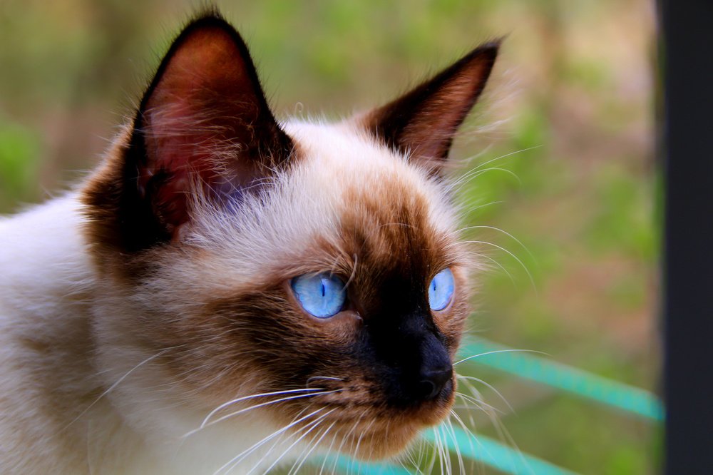 Кот Серафим