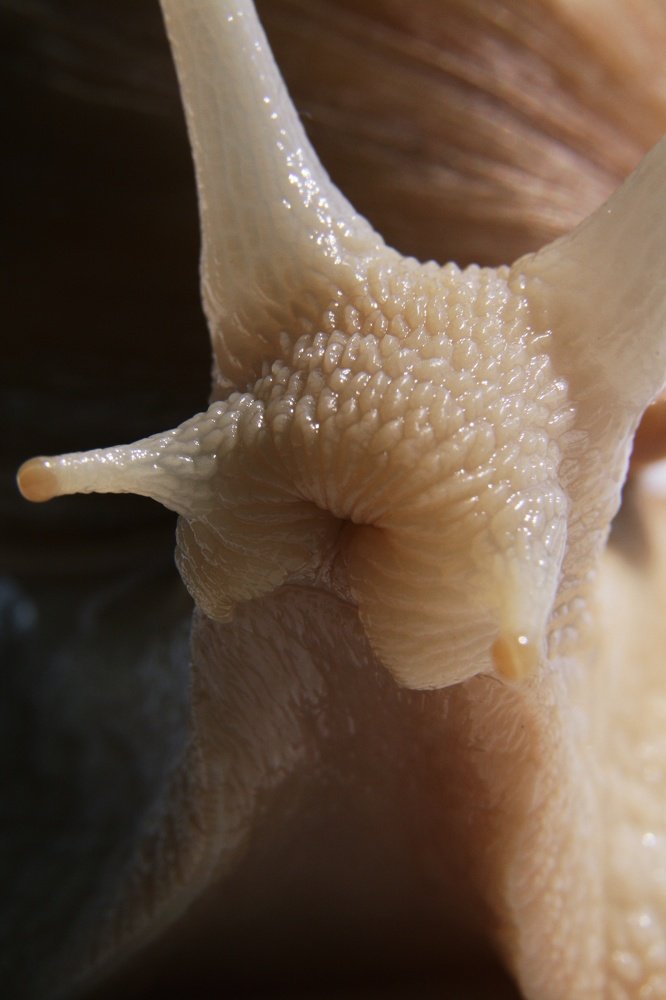 Любопытство