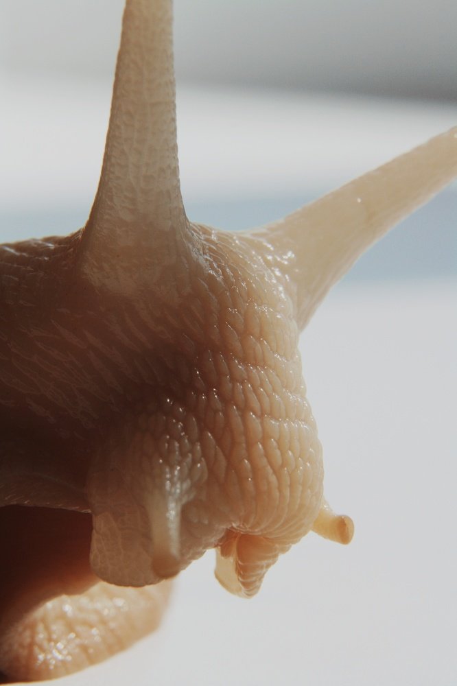 Любопытный