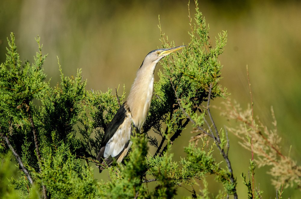 Garçote (Ixobrychus minutus)
