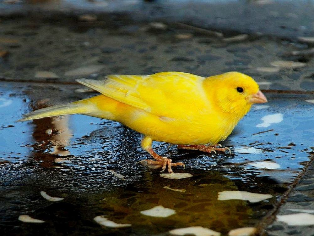 wild canary