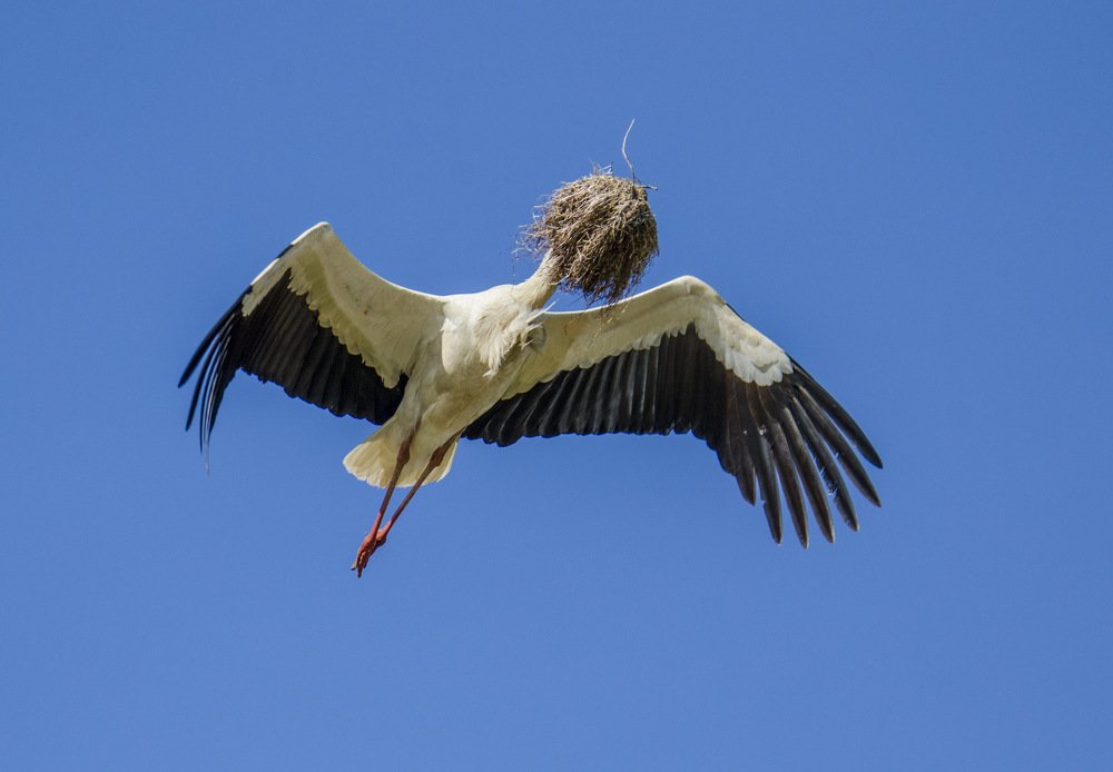 Cegonha-branca (Ciconia ciconia)