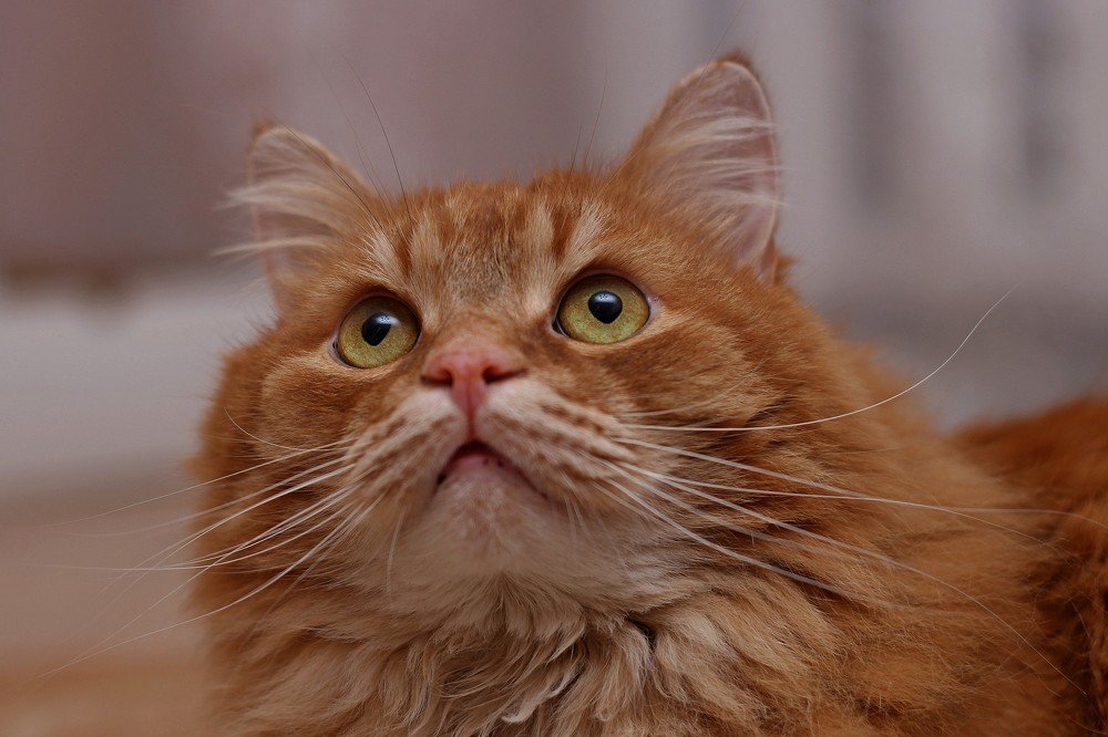 Фотография автора Геннадий Титов