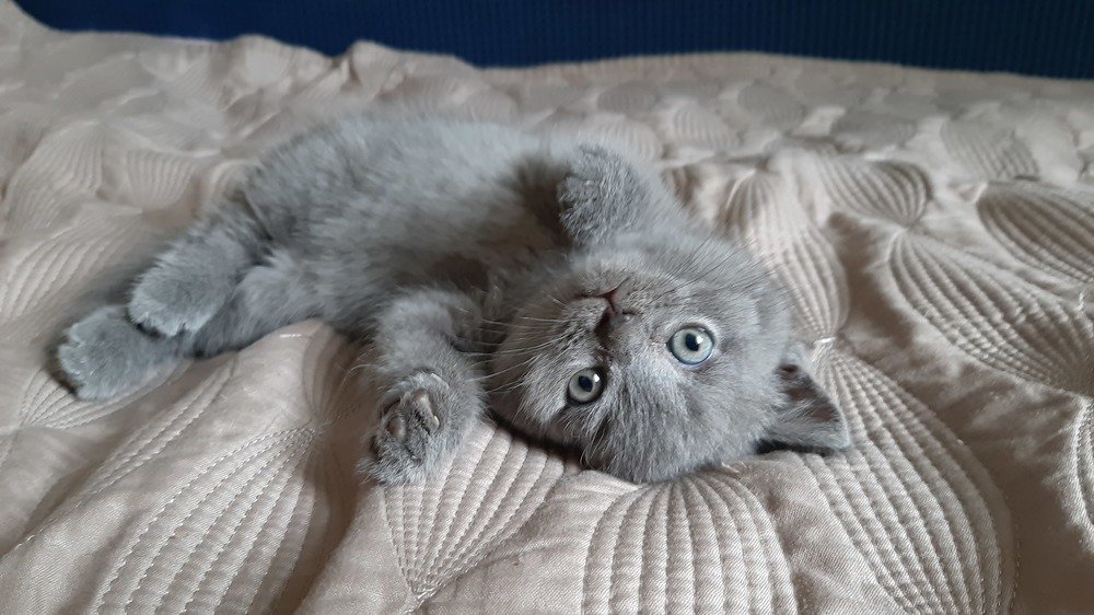 Фотография автора Александр Федоренко