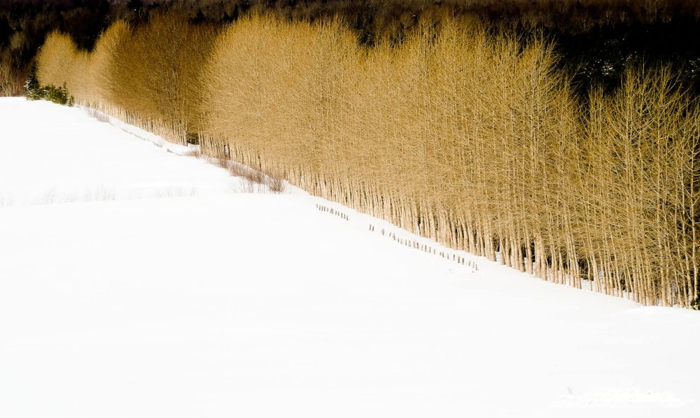 Natural windbreak in a winter sun