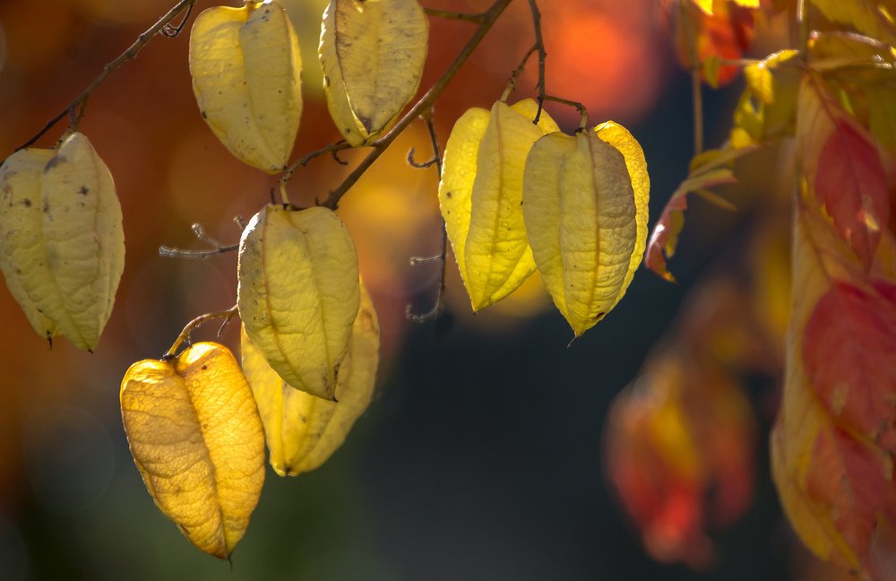 Жёлтые фонарики...