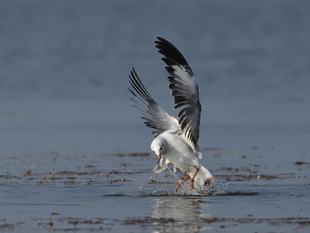 Seagull with fish catch