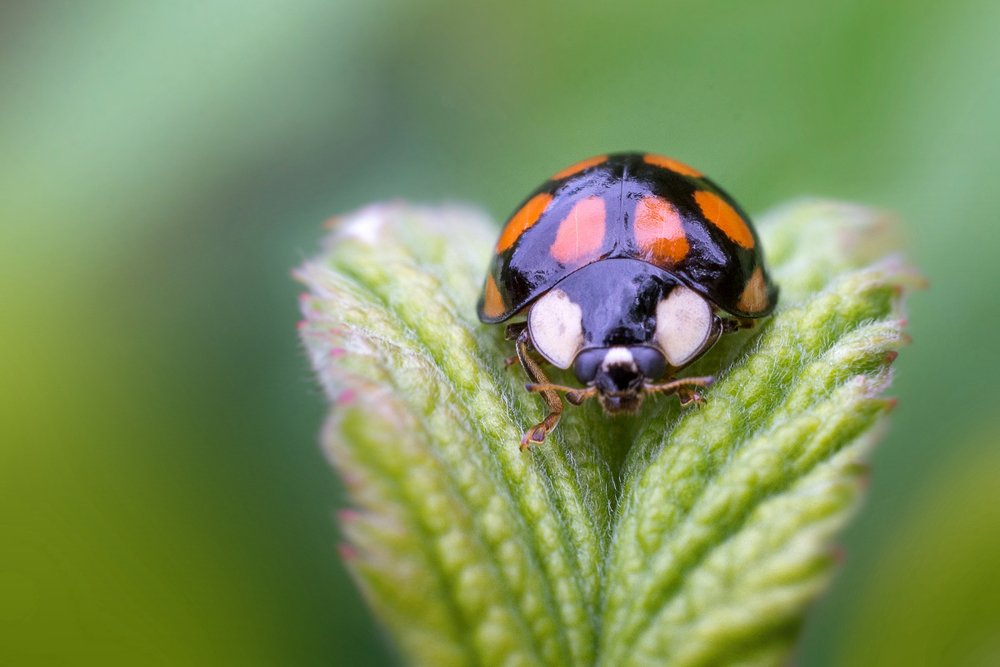 Эти глаза напротив...