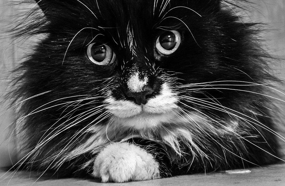 Черно-белый-мохнато-усатый