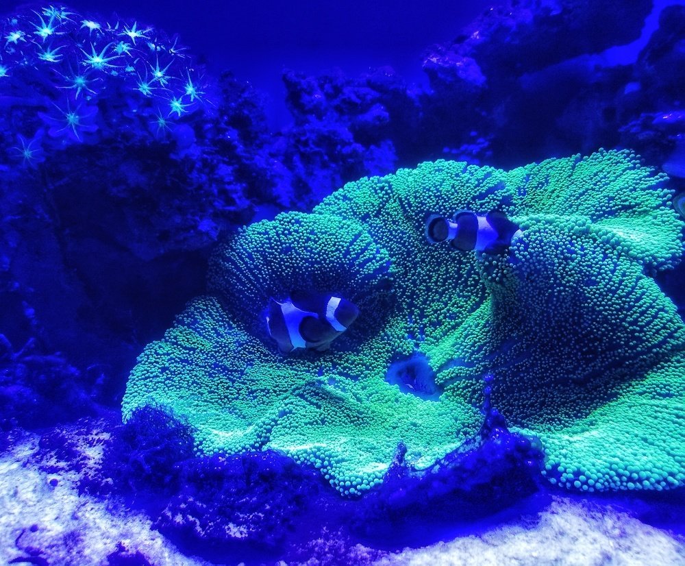 Фотография автора Sordia Tako