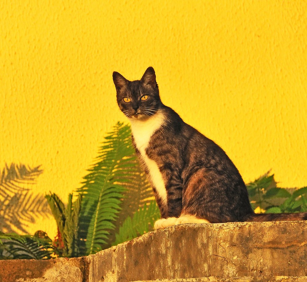 Фотография автора Антип