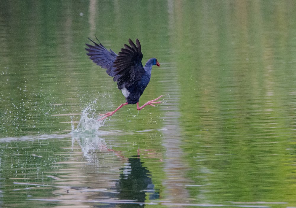 Caimão (Porphyrio porphyrio)