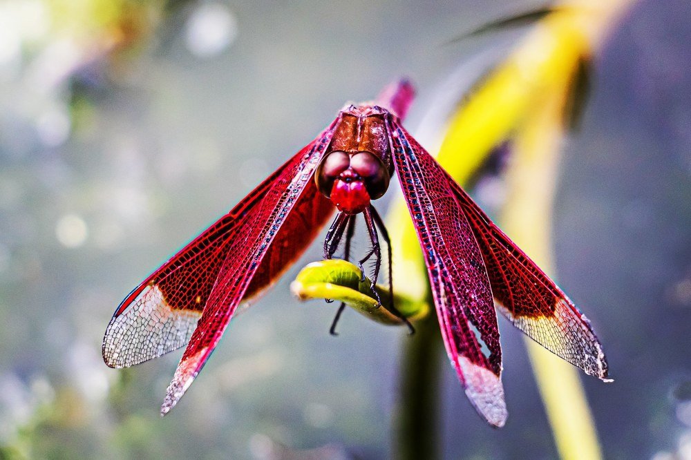 Red dragonfly