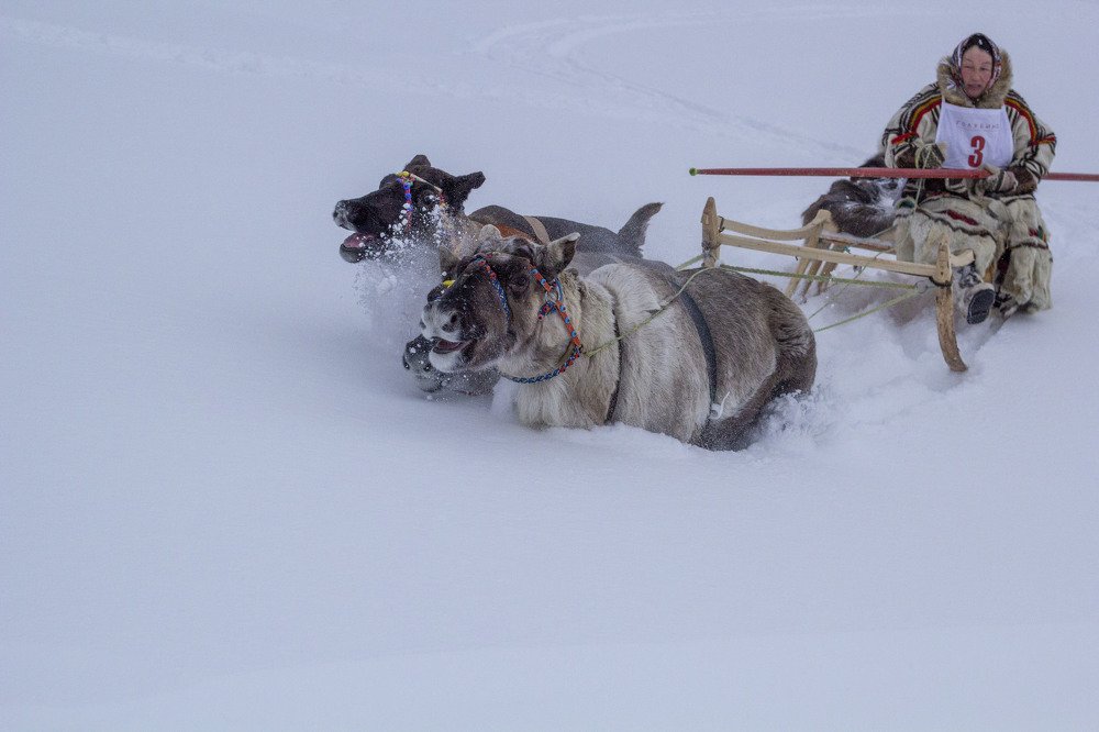 А на оленях лучше