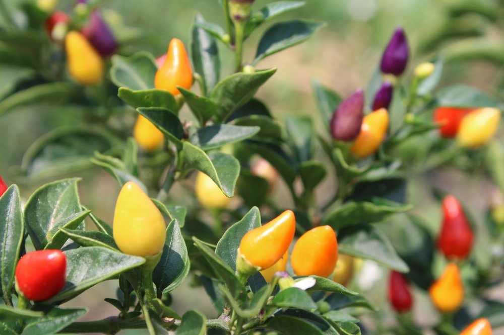 Радужный огонёк