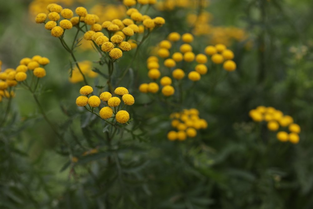 Желтые цветы