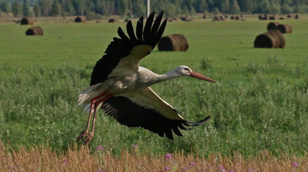 Photograph by Андрей Шартов