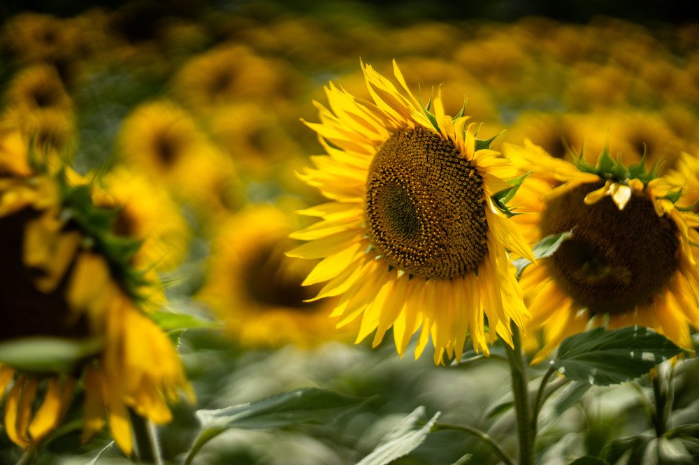 Photograph by mikhail goryachev