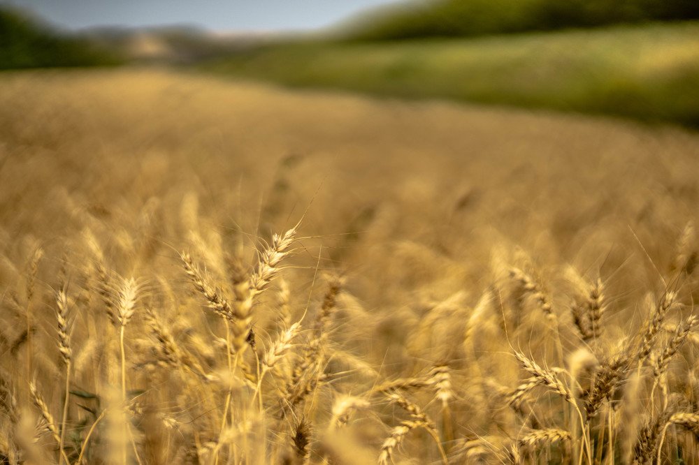 Photograph by mikhail goryachev