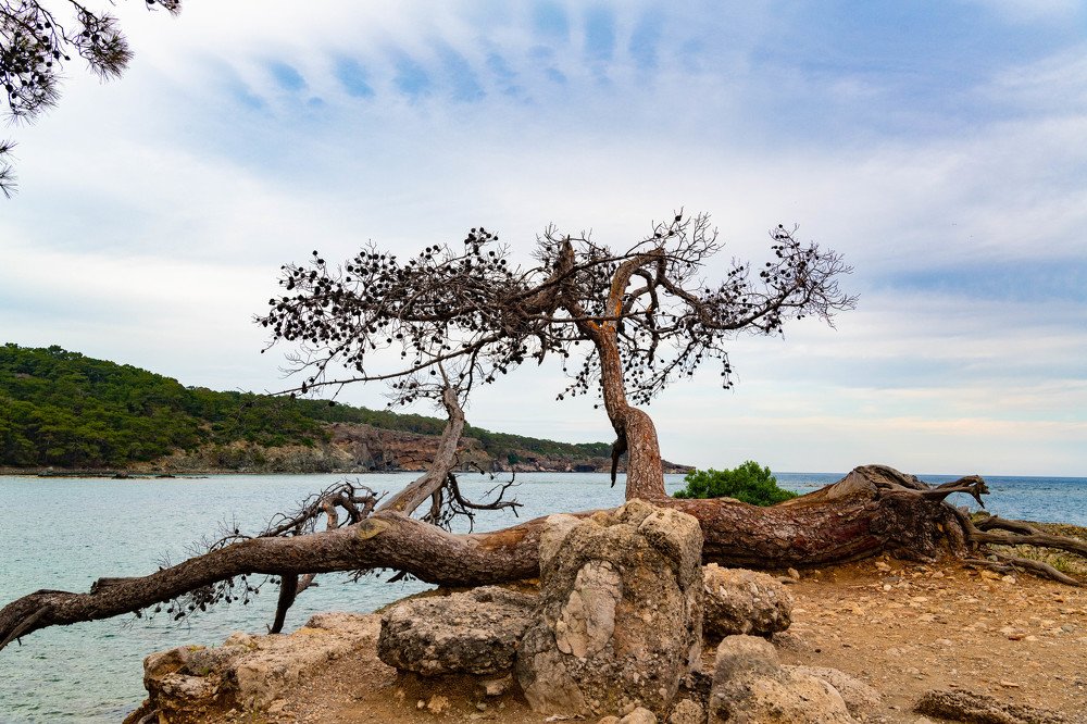Dry tree on the seashore in Phaselis, Turkey