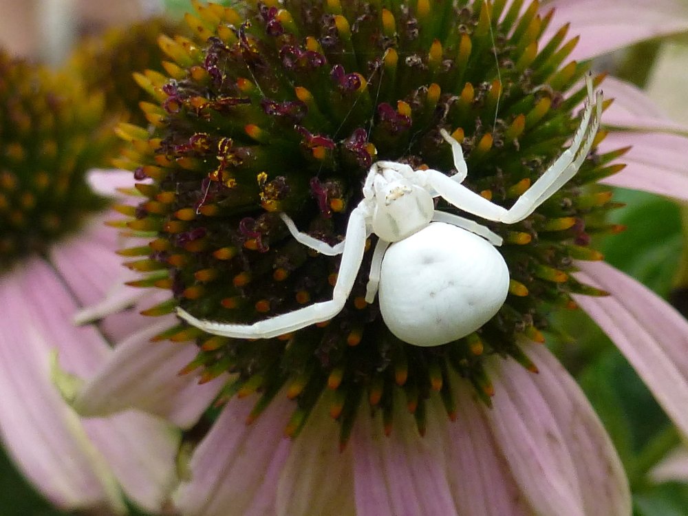 Млечный путь