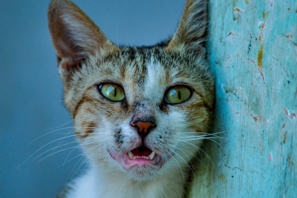 Photograph by alzyadi alaa