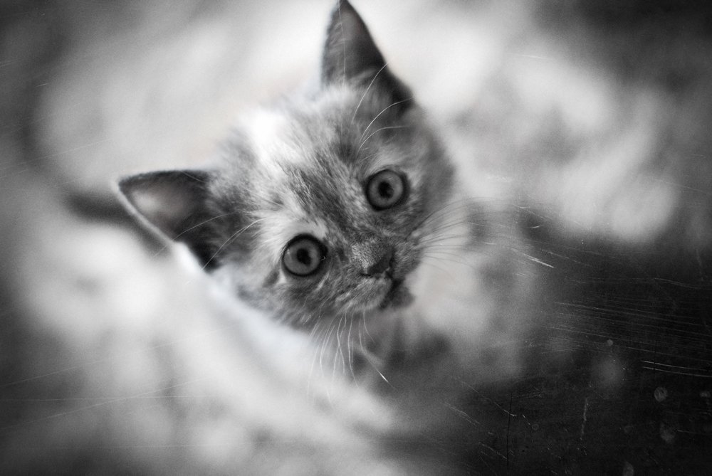 Photograph by Кирилл Огинов