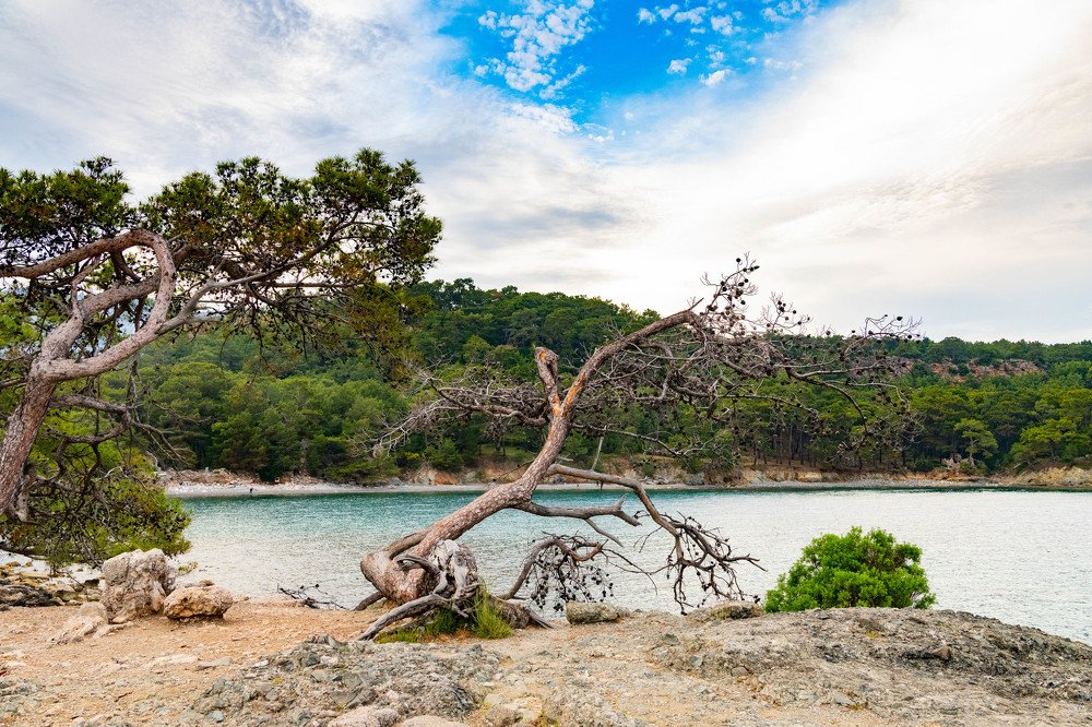 A dry tree on the cliff