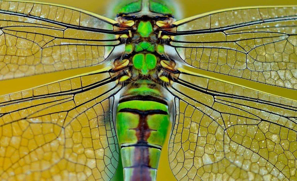 Dragonfly