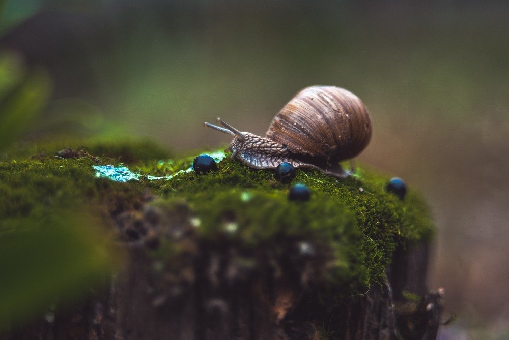 Мир маленькой улитки