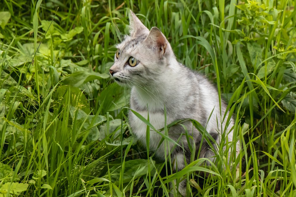 Молодой охотник