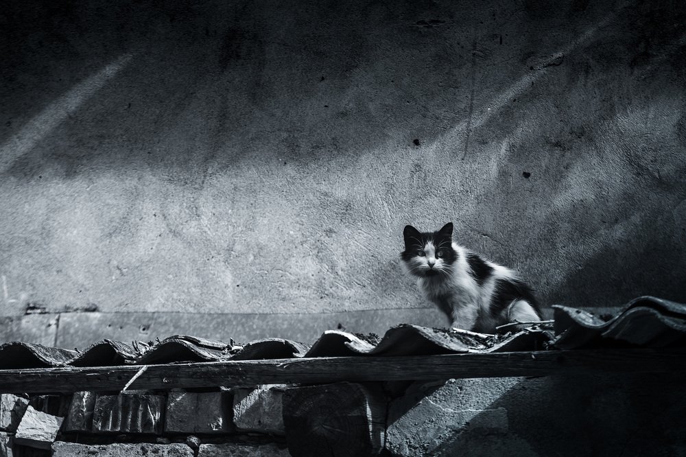 Настороженный взгляд