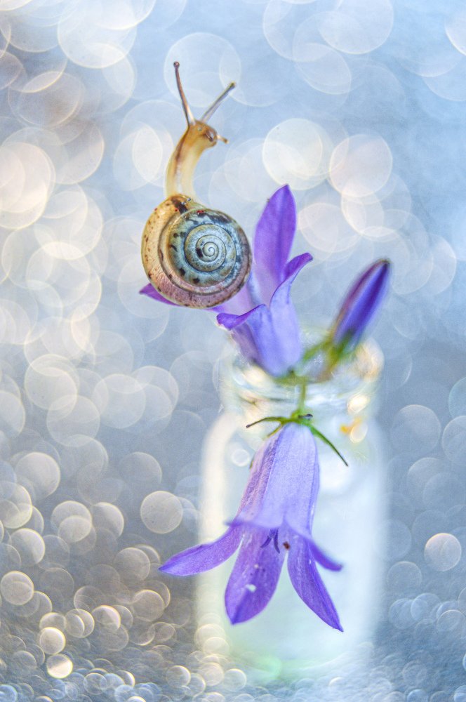 Блеск и улитка