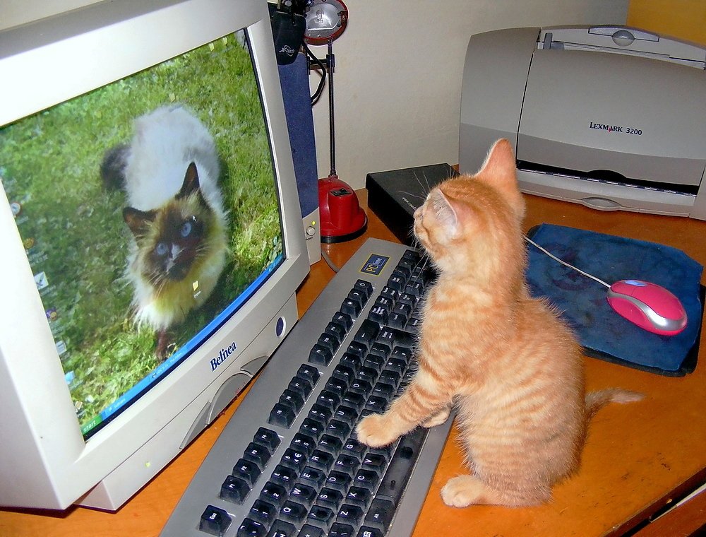 Tiger on matrimonial site