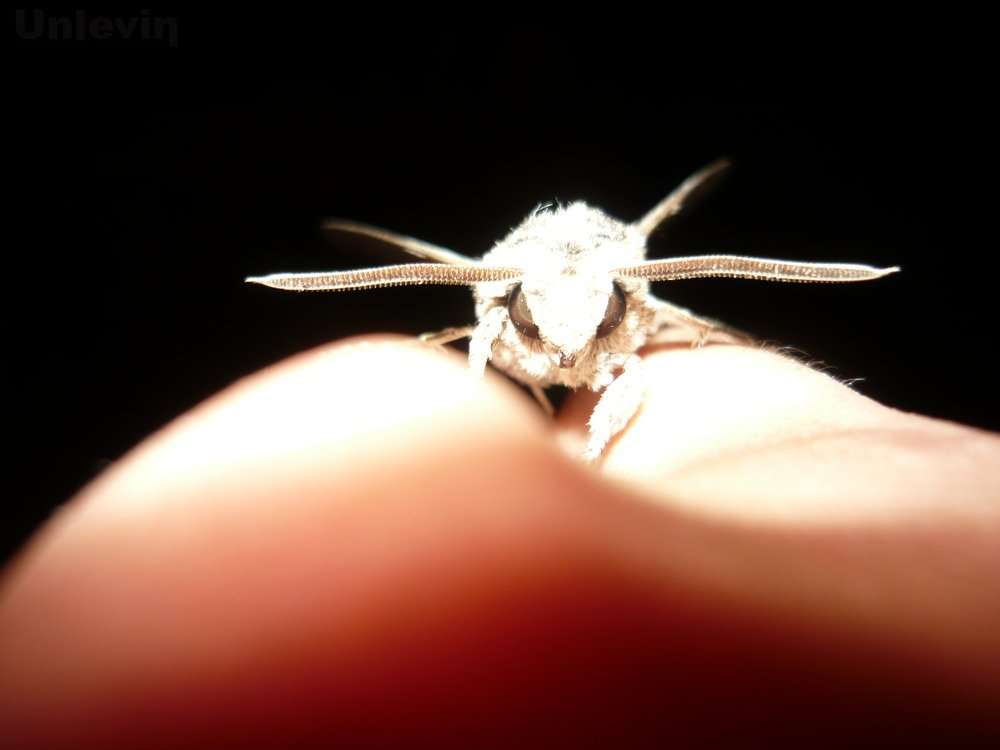 Мотылек летним вечером.