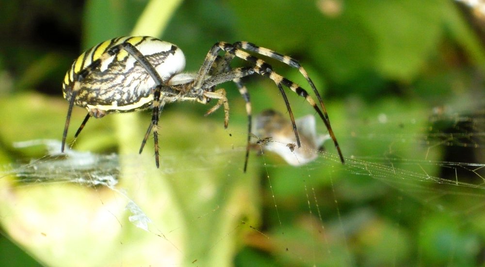 Паук-кругопряд
