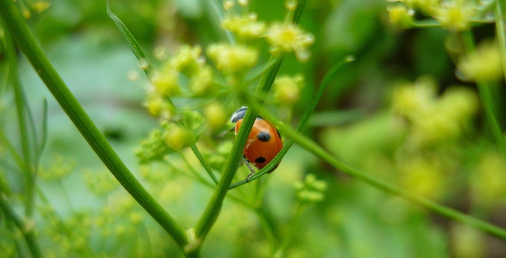 Ванька-кубанька