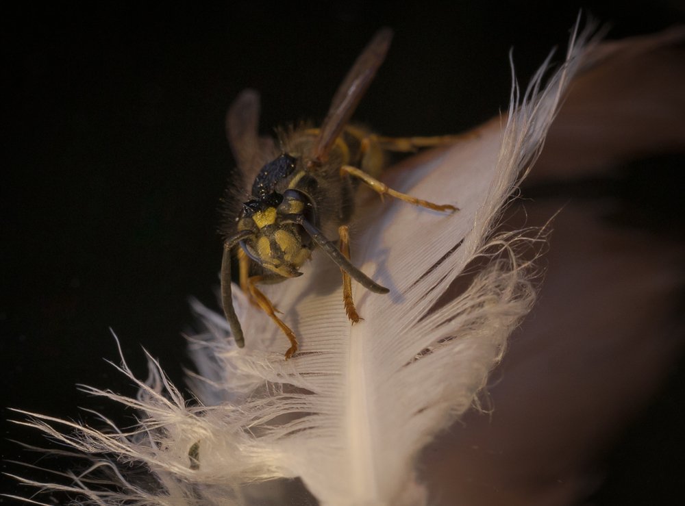 портрет осы